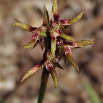 Corunastylis oligantha (Mongarlowe Midge Orchid) at Krawarree, NSW - 16 Feb 2025 by AndyRoo