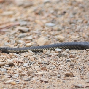 Austrelaps ramsayi (Highlands Copperhead) at Booth, ACT - 19 Feb 2025 by Harrisi