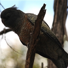 Callocephalon fimbriatum (Gang-gang Cockatoo) at Mount Clear, ACT - 19 Feb 2025 by Harrisi