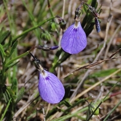 Hybanthus monopetalus (Slender Violet) at Krawarree, NSW - 16 Feb 2025 by AndyRoo