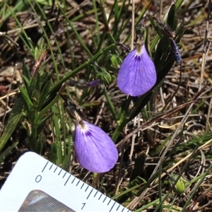 Hybanthus monopetalus at Krawarree, NSW - 16 Feb 2025 12:36 PM