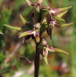 Corunastylis oligantha at Krawarree, NSW - suppressed