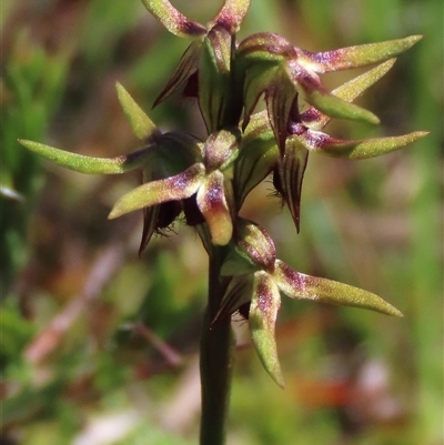 Corunastylis oligantha (Mongarlowe Midge Orchid) at Krawarree, NSW - 16 Feb 2025 by AndyRoo