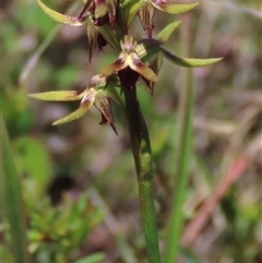 Corunastylis oligantha at Krawarree, NSW - suppressed