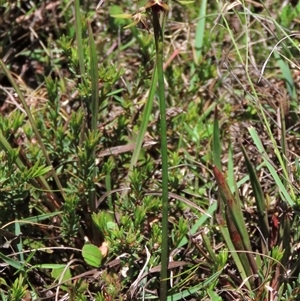 Corunastylis oligantha at Krawarree, NSW - suppressed