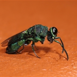 Chrysididae (family) at Kambah, ACT - Yesterday by TimL