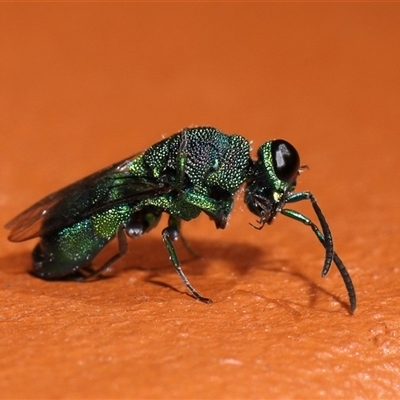 Chrysididae (family) (Cuckoo wasp or Emerald wasp) at Kambah, ACT - 19 Feb 2025 by TimL