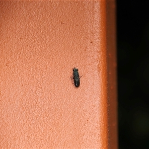 Chrysididae (family) at Kambah, ACT - 19 Feb 2025 12:48 PM