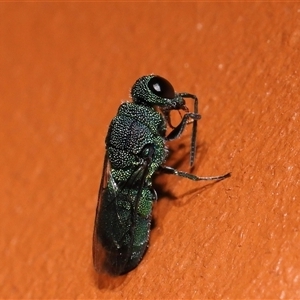 Chrysididae (family) at Kambah, ACT - 19 Feb 2025 12:48 PM