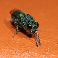 Chrysididae (family) at Kambah, ACT - 19 Feb 2025 12:48 PM