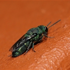 Chrysididae (family) at Kambah, ACT - 19 Feb 2025 12:48 PM