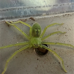 Typostola barbata (Giant Green Huntsman) at Orangeville, NSW - 20 Feb 2025 by belleandjason