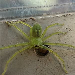 Neosparassus sp. (genus) (Badge huntsman) at Orangeville, NSW - Today by belleandjason