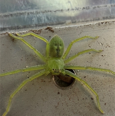 Typostola barbata (Giant Green Huntsman) at Orangeville, NSW - 20 Feb 2025 by belleandjason