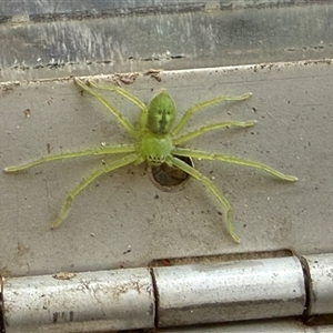 Typostola barbata at Orangeville, NSW - 20 Feb 2025 07:51 AM