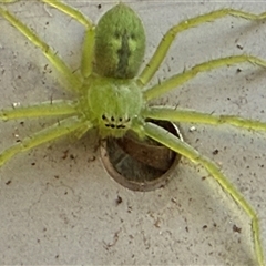 Neosparassus sp. (genus) at Orangeville, NSW - Yesterday 07:51 AM