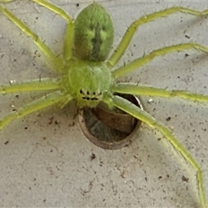 Typostola barbata at Orangeville, NSW - 20 Feb 2025 07:51 AM