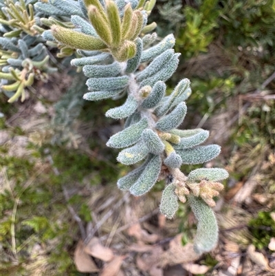 Grevillea lanigera (Woolly Grevillea) at Mount Clear, ACT - 19 Feb 2025 by Safarigirl