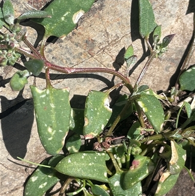 Einadia nutans (Climbing Saltbush) at Mount Clear, ACT - 19 Feb 2025 by JaneR