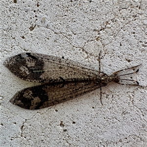 Glenoleon pulchellus (Antlion lacewing) at Russell, ACT - Today by Hejor1