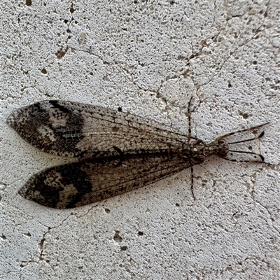 Glenoleon pulchellus (Antlion lacewing) at Russell, ACT - 20 Feb 2025 by Hejor1