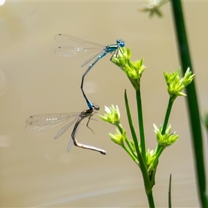 Austroagrion watsoni at Bargo, NSW - 8 Dec 2024 by Snows