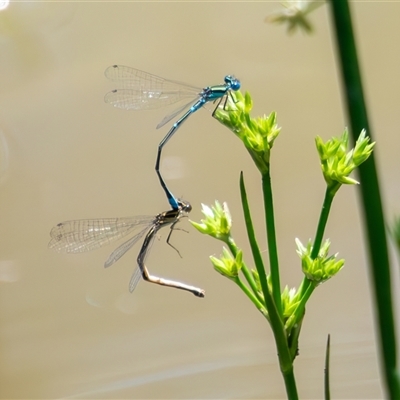 Austroagrion watsoni (Eastern Billabongfly) at Bargo, NSW - 8 Dec 2024 by Snows