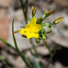 Unidentified Plant at Bargo, NSW - 8 Dec 2024 by Snows