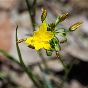 Bulbine bulbosa (Golden Lily, Bulbine Lily) at Bargo, NSW - 8 Dec 2024 by Snows