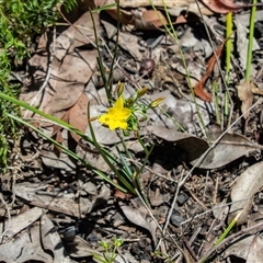 Bulbine bulbosa at Bargo, NSW - 8 Dec 2024 10:33 AM