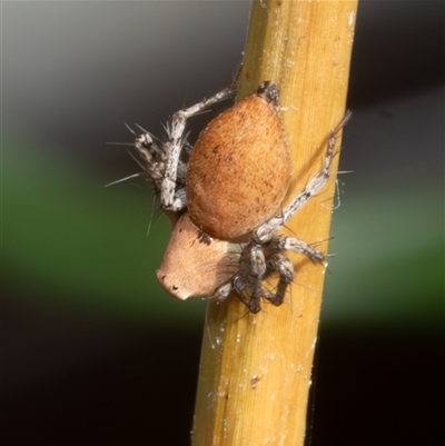 Oxyopidae (family) (Lynx spider) at Bargo, NSW - 8 Dec 2024 by Snows