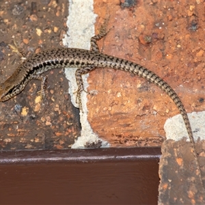 Concinnia tenuis (Bar-sided Skink) at Bargo, NSW - 8 Dec 2024 by Snows