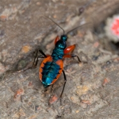 Ectomocoris patricius (Ground assassin bug) at Bargo, NSW - 4 Dec 2024 by Snows