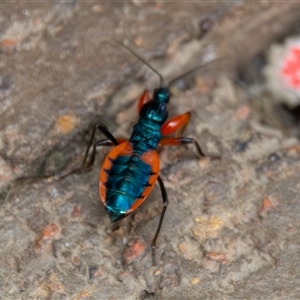 Ectomocoris patricius at Bargo, NSW - 4 Dec 2024 by Snows