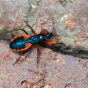 Ectomocoris patricius at Bargo, NSW - 4 Dec 2024 11:54 AM