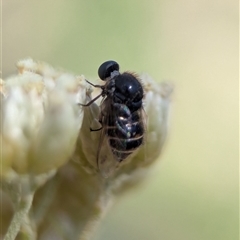 Ogcodes sp. (genus) (Hunchback Fly) at Wilsons Valley, NSW - 17 Feb 2025 by Miranda