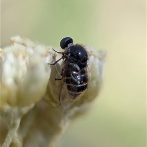 Ogcodes sp. (genus) at Wilsons Valley, NSW - 17 Feb 2025 by Miranda