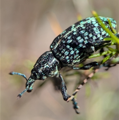 Chrysolopus spectabilis (Botany Bay Weevil) at Wilsons Valley, NSW - 17 Feb 2025 by Miranda