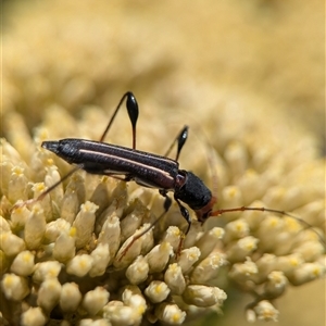 Unidentified Longhorn beetle (Cerambycidae) at Wilsons Valley, NSW - 17 Feb 2025 by Miranda