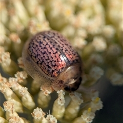 Paropsini sp. (tribe) (Unidentified paropsine leaf beetle) at Wilsons Valley, NSW - 17 Feb 2025 by Miranda