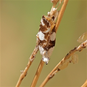 Unidentified Moth (Lepidoptera) at Woolgarlo, NSW - 10 Feb 2025 by ConBoekel