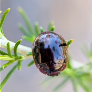 Paropsisterna stygia at Wilsons Valley, NSW - 17 Feb 2025 by Miranda