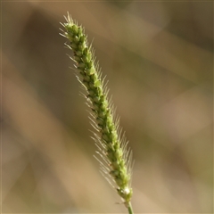 Setaria parviflora (Slender Pigeon Grass) at Woolgarlo, NSW - 10 Feb 2025 by ConBoekel