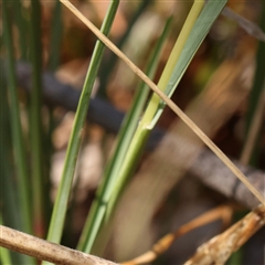 Setaria parviflora at Woolgarlo, NSW - 10 Feb 2025 11:16 AM