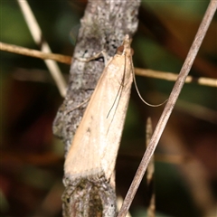 Achyra affinitalis (Cotton Web Spinner, Pyraustinae) at Woolgarlo, NSW - 10 Feb 2025 by ConBoekel