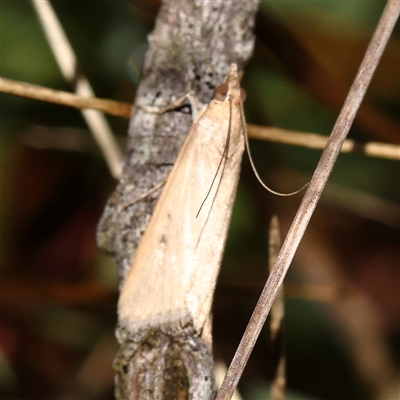 Achyra affinitalis (Cotton Web Spinner, Pyraustinae) at Woolgarlo, NSW - 10 Feb 2025 by ConBoekel