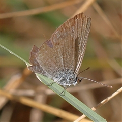 Zizina otis (Common Grass-Blue) at Woolgarlo, NSW - 10 Feb 2025 by ConBoekel