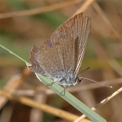 Zizina otis (Common Grass-Blue) at Woolgarlo, NSW - 10 Feb 2025 by ConBoekel