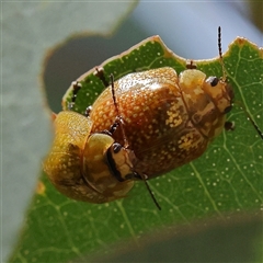 Paropsisterna cloelia (Eucalyptus variegated beetle) at Woolgarlo, NSW - 10 Feb 2025 by ConBoekel