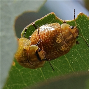 Paropsisterna cloelia at Woolgarlo, NSW - 10 Feb 2025 by ConBoekel